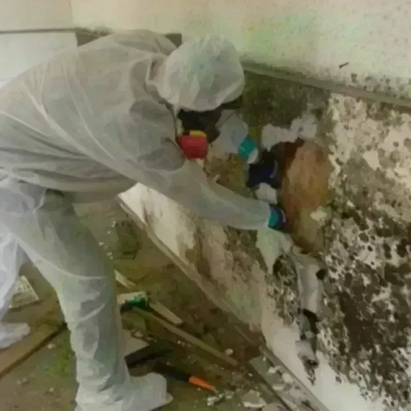 Mold Remediation and Removal in Plumas Lake, CA